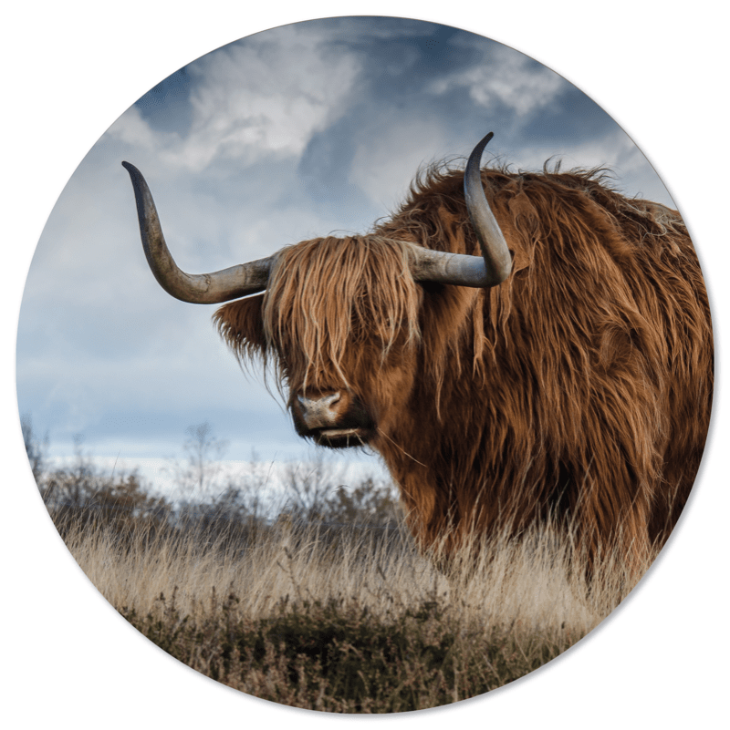 Label2X Set Muurcirkel Koe en Buffel 2x Ø12cm