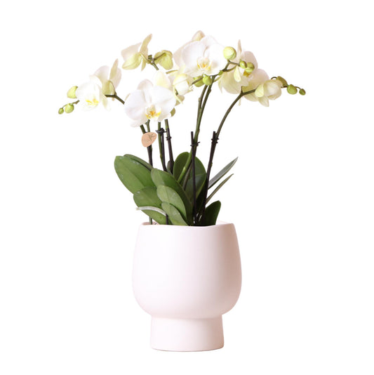 Kolibri Orchids | Witte Phalaenopsis orchidee potmaat - Jewel Ghent + Scandic witte sierpot - potmaat Ø12cm | bloeiende kamerplant - vers van de kweker