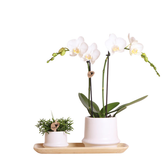 Kolibri Company - Planten set Ring wit | Set met witte Phalaenopsis Orchidee Amabilis  Ø9cm en groene plant Rhipsalis Ø6cm en Bamboo plate oval | incl. witte keramieken sierpotten