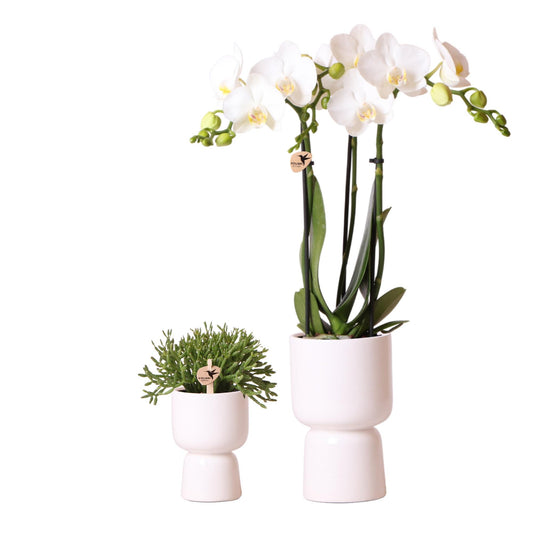 Kolibri Company - Planten set Trophy pot wit  | Set met witte Phalaenopsis orchidee Amabilis Ø9cm en groene plant Rhipsalis Burchellii Ø6cm  | incl. witte keramieken sierpotten