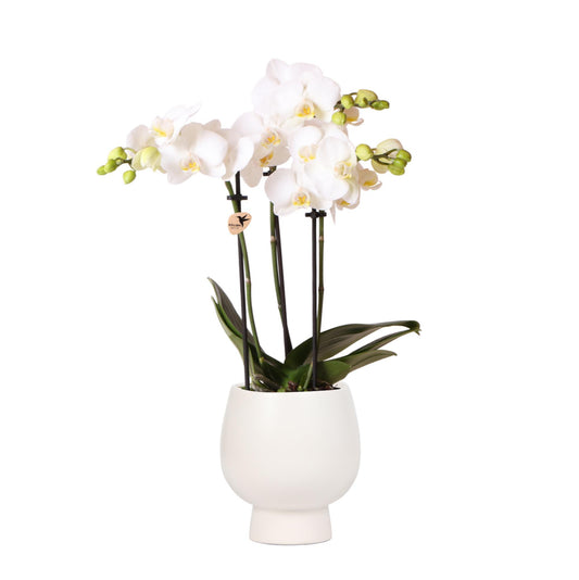 Kolibri Orchids | Witte Phalaenopsis orchidee – Amabilis + Scandic sierpot wit – potmaat Ø9cm – 45cm hoog | bloeiende kamerplant in bloempot - vers van de kweker