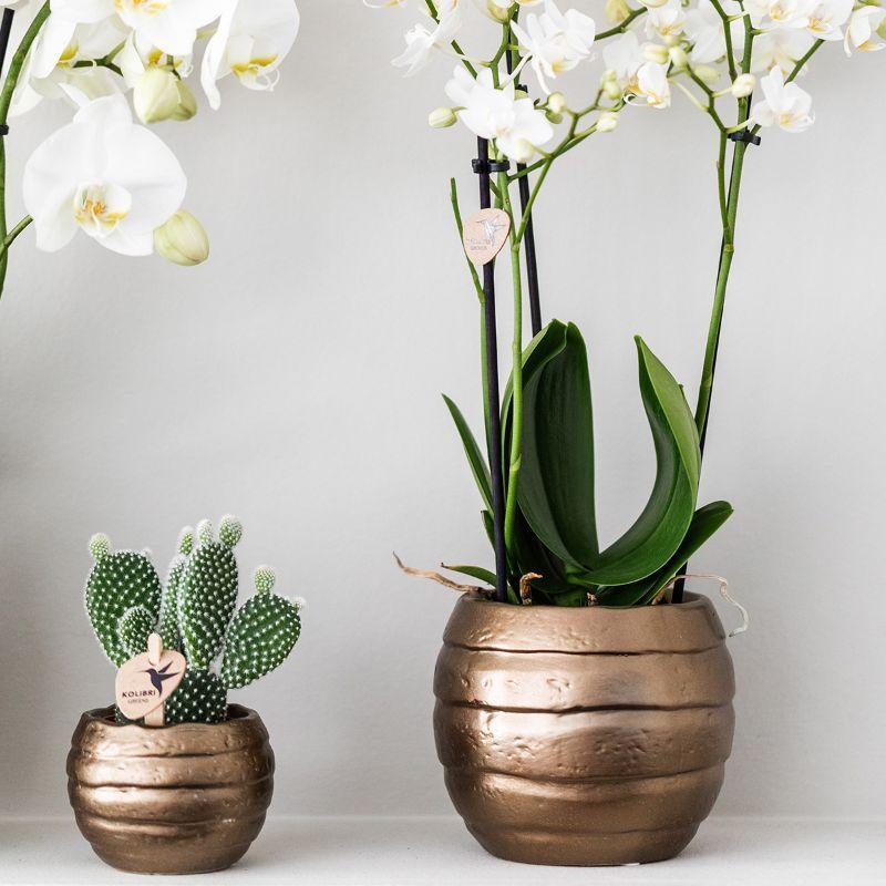 Kolibri Company | Gift set Home Hub | Plantenset met Phalaenopsis Orchidee en Succulenten incl. keramieken sierpotten