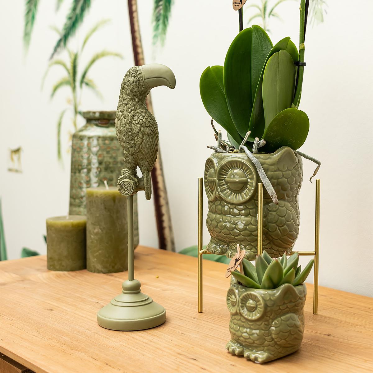 Planten set Owl green | Set met witte Phalaenopsis Orchidee Ø9cm en groene plant Succulent Ø6cm | incl. keramieken sierpotten