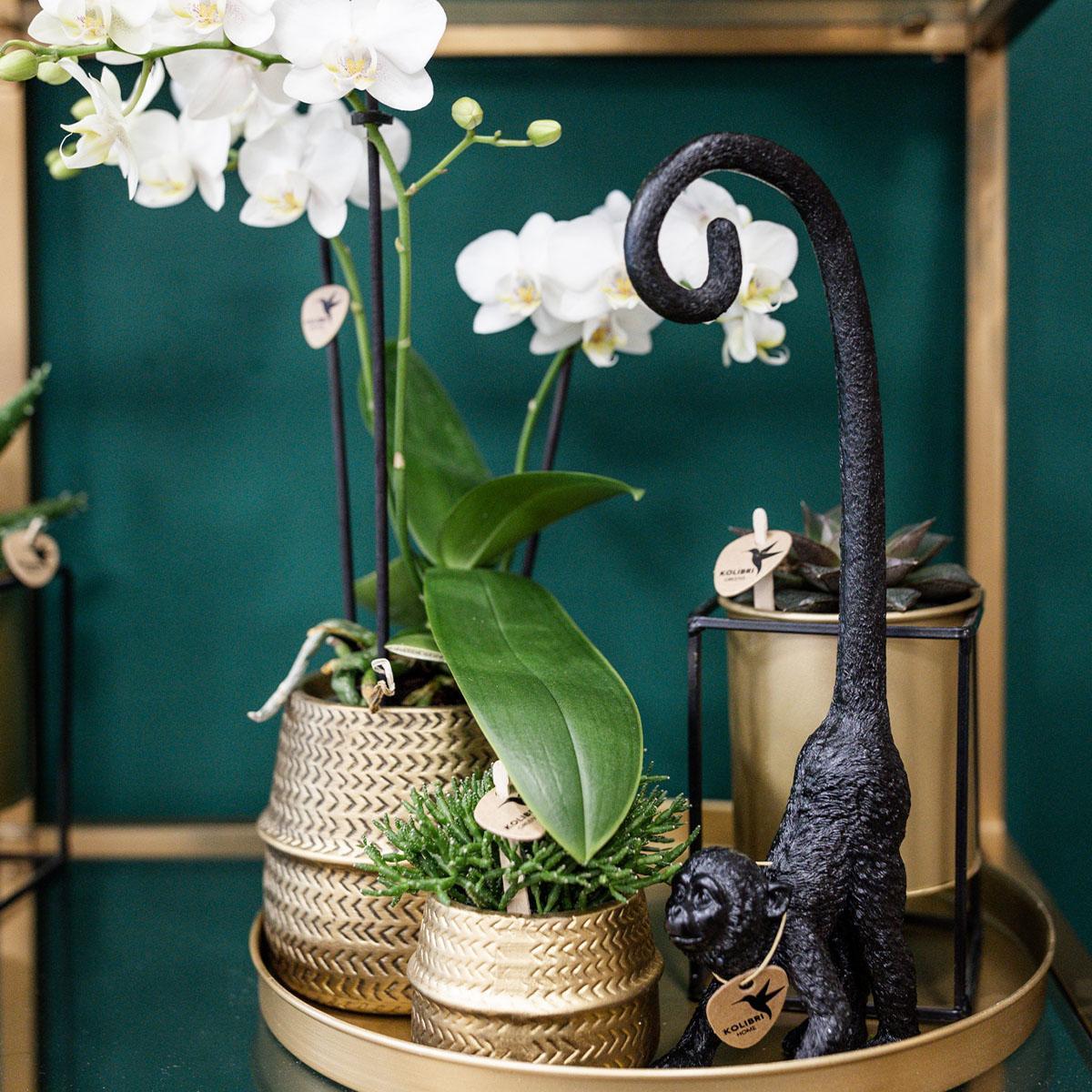 Kolibri Company - Planten set Groove goud | Set met witte Phalaenopsis orchidee Amabilis Ø9cm en groene plant Succulent Crassula Ovata Ø6cm  | incl. gouden keramieken sierpotten