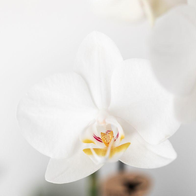 Kolibri Orchids | Plantenset Home Hub grey small | Groene planten met witte Phalaenopsis orchidee in koperkleurige sierpotten en zwart dienblad