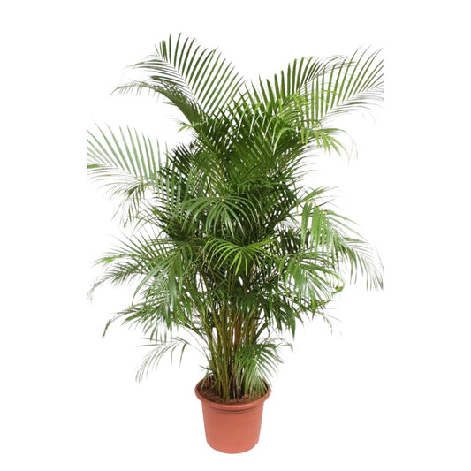 Dypsis Lutescens (Areca Palm) - 240 cm - ø45