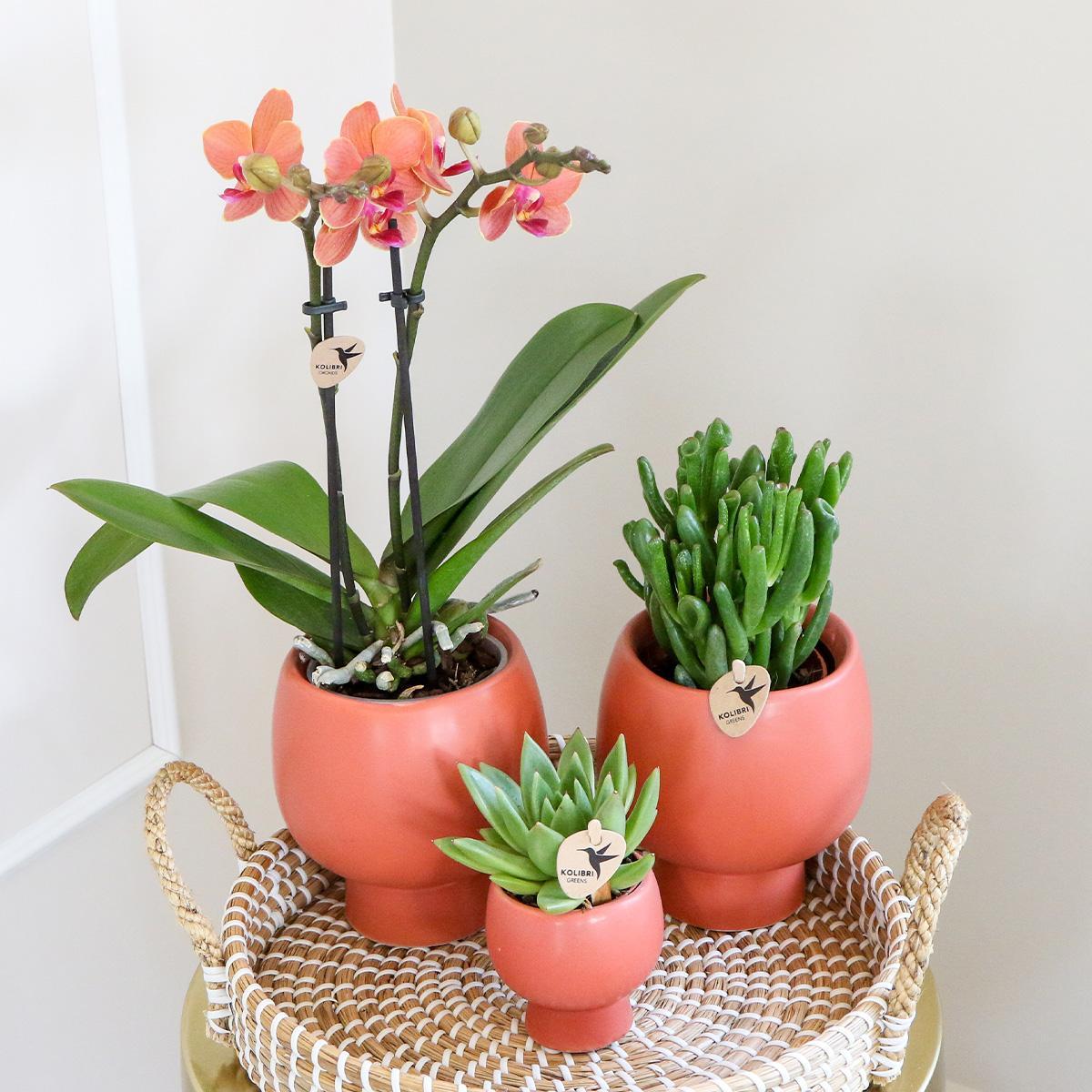 Kolibri Company | Gift set Scandic terracotta | Plantenset met oranje Phalaenopsis Orchidee en Succulenten incl. keramieken sierpotten