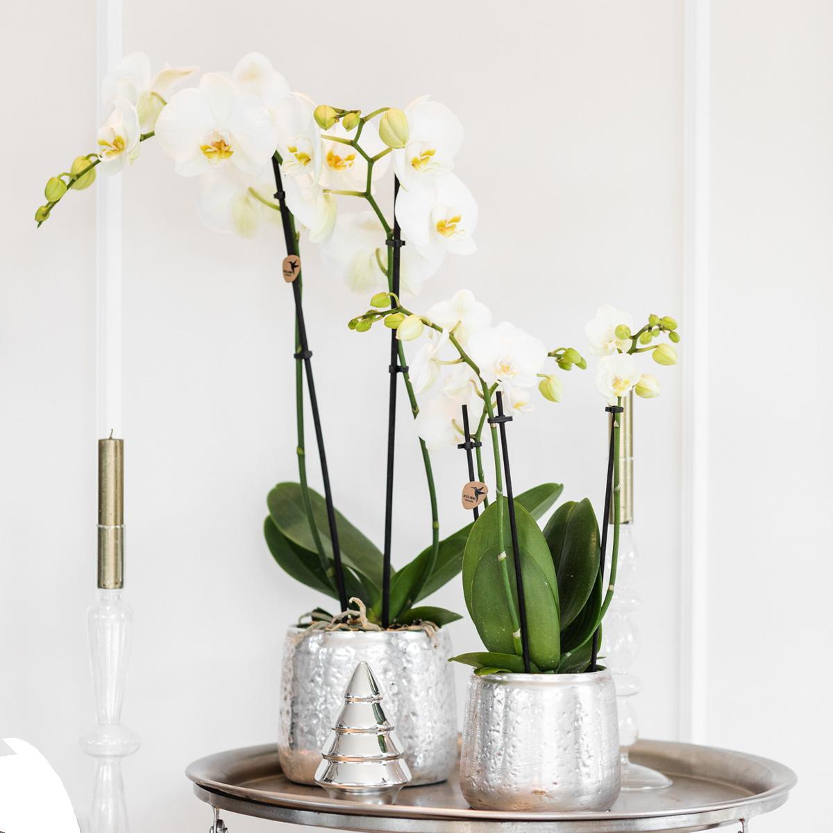 Kolibri Orchids | Witte Phalaenopsis orchidee Niagara Fall Pure Silk in zilverkleurige Luxury sierpot - Ø12cm