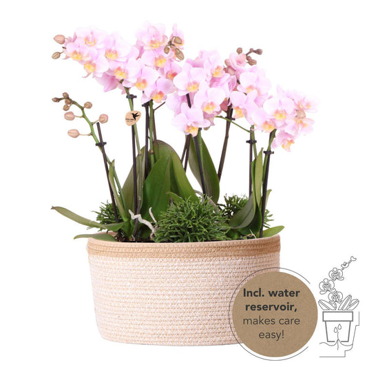 Kolibri Orchids | roze plantenset in Cotton Basket incl. waterreservoir | drie roze orchideeën Andorra 9cm en drie groene planten Rhipsalis | Jungle Bouquet roze met zelfvoorzienend waterreservoir