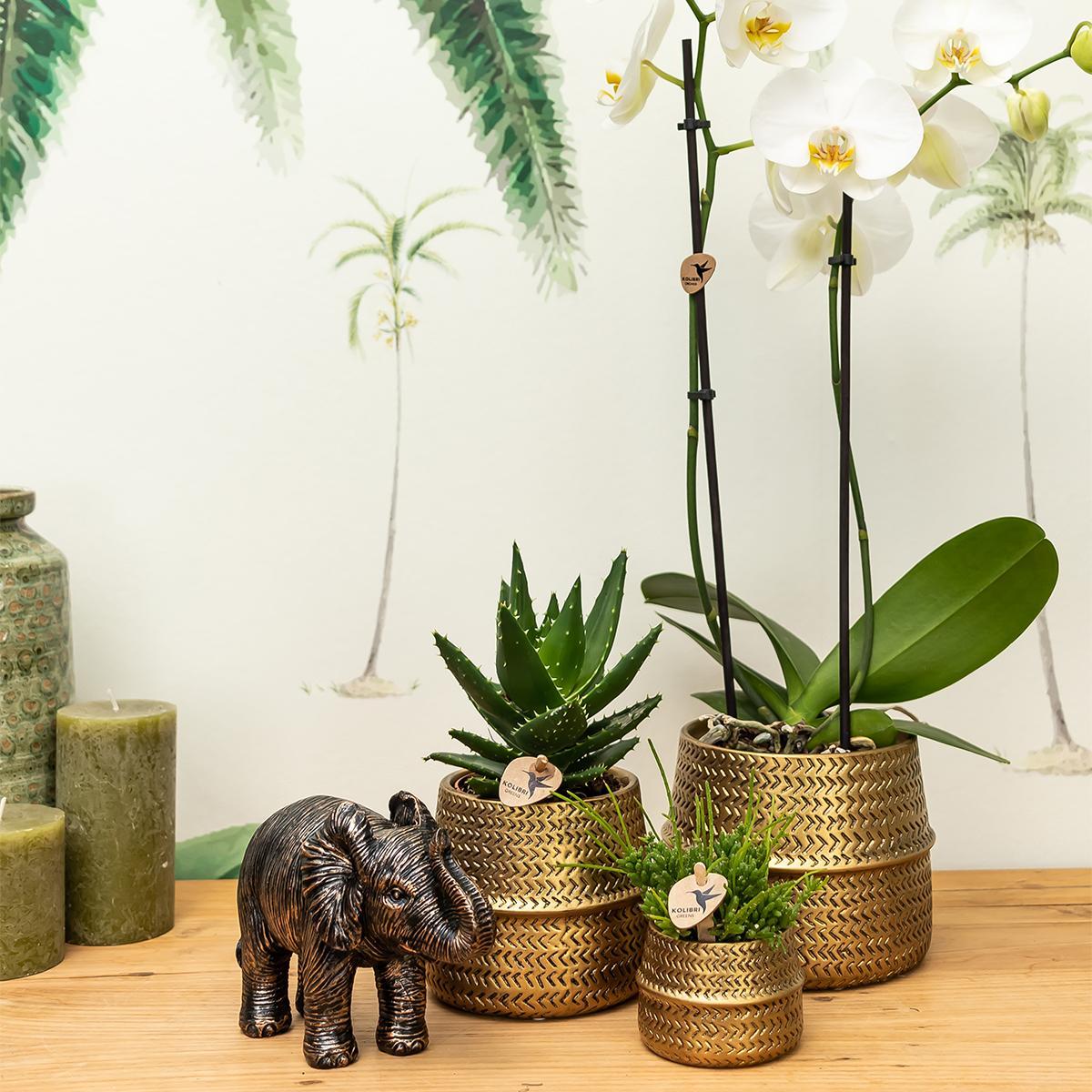 Kolibri Company - Planten set Groove goud | Set met witte Phalaenopsis orchidee Amabilis Ø9cm en groene plant Succulent Crassula Ovata Ø6cm  | incl. gouden keramieken sierpotten