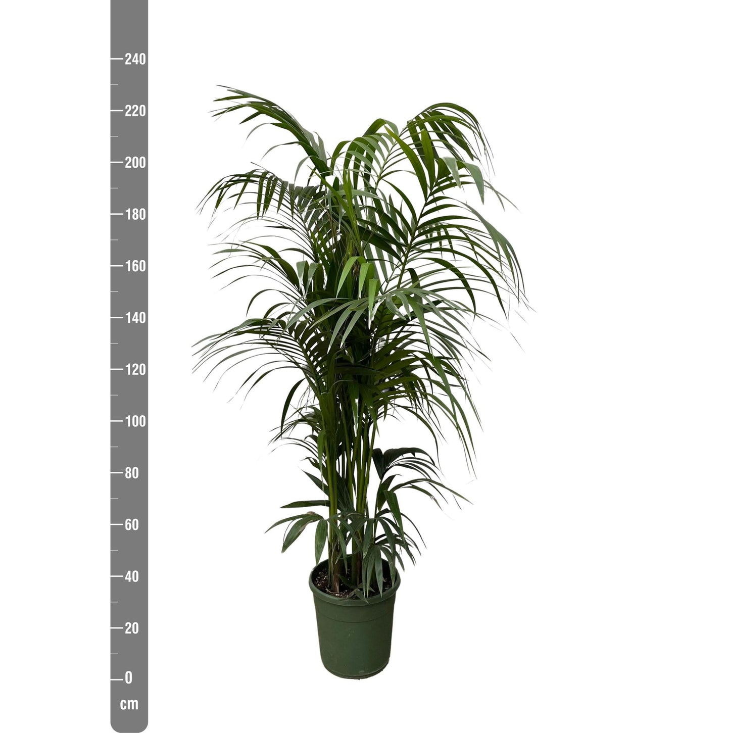 Kentia palm - 230 cm - ø38