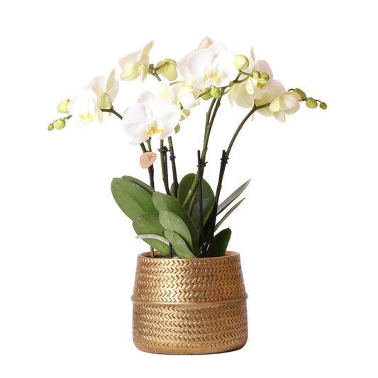 Kolibri Orchids | Witte phalaenopsis Jewel Ghent orchidee in goud kleurige Groove sierpot - potmaat Ø12cm