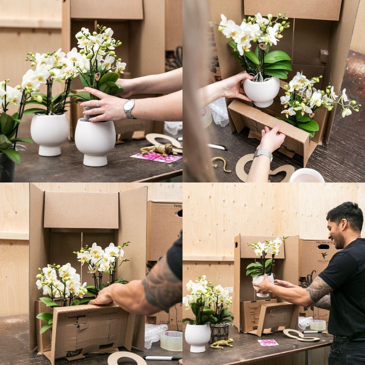 Kolibri Orchids | witte orchideeënset in Reed Basket incl. waterreservoir | drie witte orchideeën Ghent 12cm | Mono Bouquet wit met zelfvoorzienend waterreservoir.