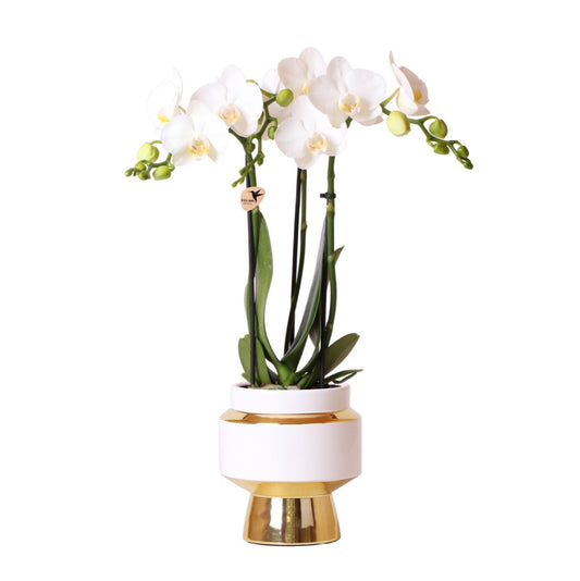 Kolibri Orchids | Witte Phalaenopsis orchidee – Amabilis + Le Chic sierpot goud – potmaat Ø9cm – 40cm hoog | bloeiende kamerplant in bloempot - vers van de kweker