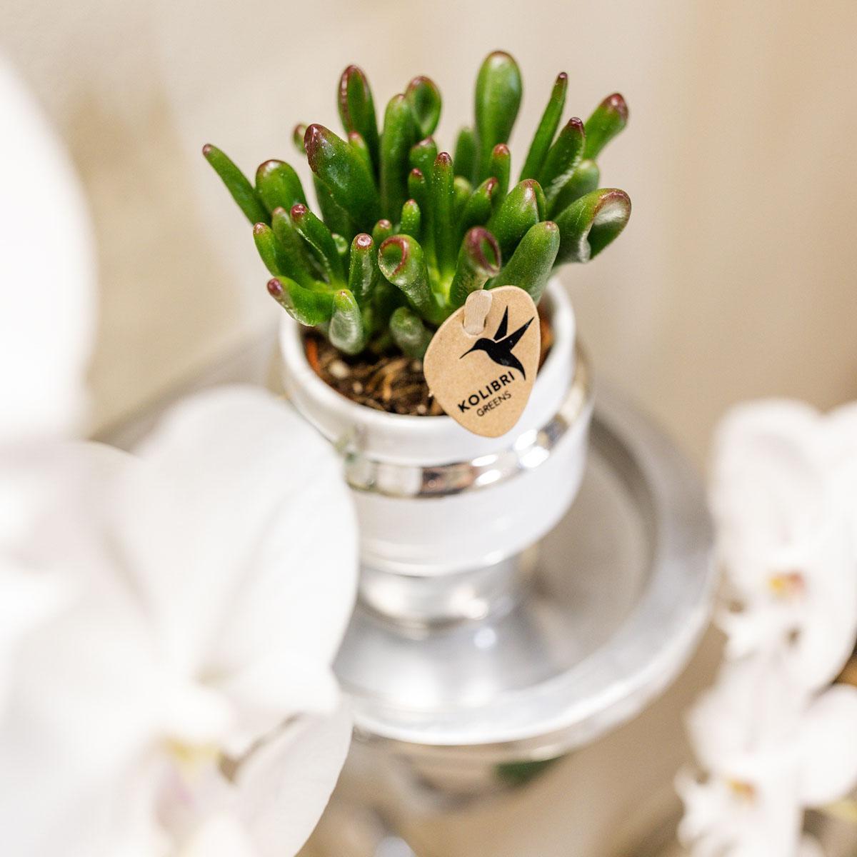 Kolibri Greens | Rhipsalis set van 2 planten in zilveren Le Chic sierpotten - keramiek  potmaat Ø9cm