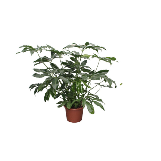 Philodendron Green Wonder XL - 140 cm - ø45