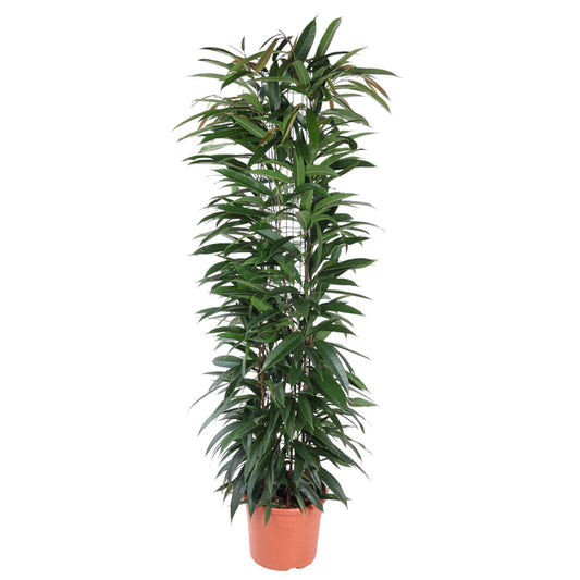 Ficus Alii King zuil - 150 cm - ø29