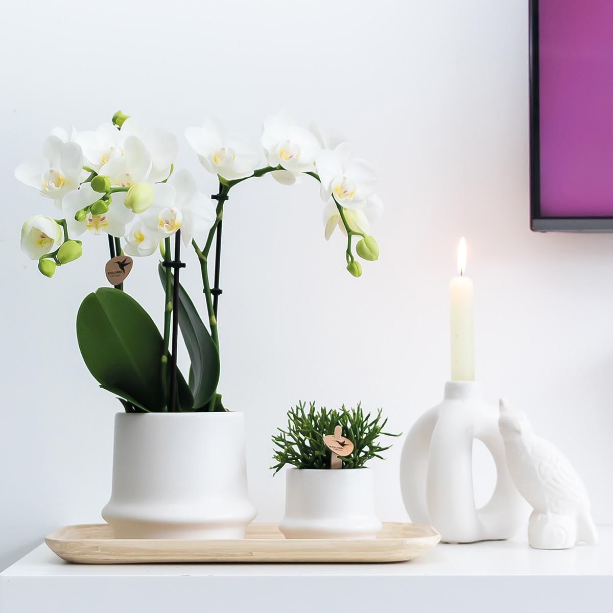 Kolibri Company - Planten set Ring wit | Set met witte Phalaenopsis Orchidee Amabilis  Ø9cm en groene plant Rhipsalis Ø6cm en Bamboo plate oval | incl. witte keramieken sierpotten