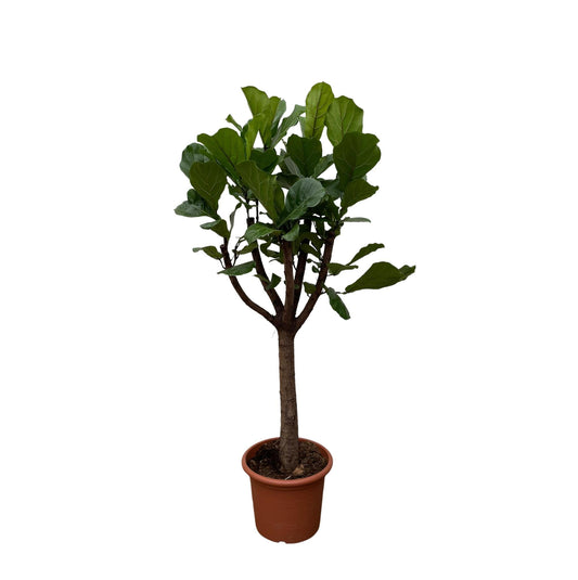 Ficus Lyrata boom XXL - 210 cm - ø40