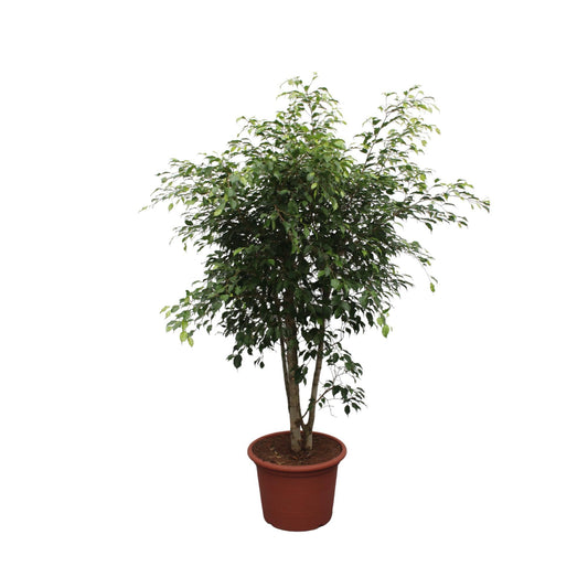 Ficus Benjamina Exotica vertakt - 190 cm - ø50