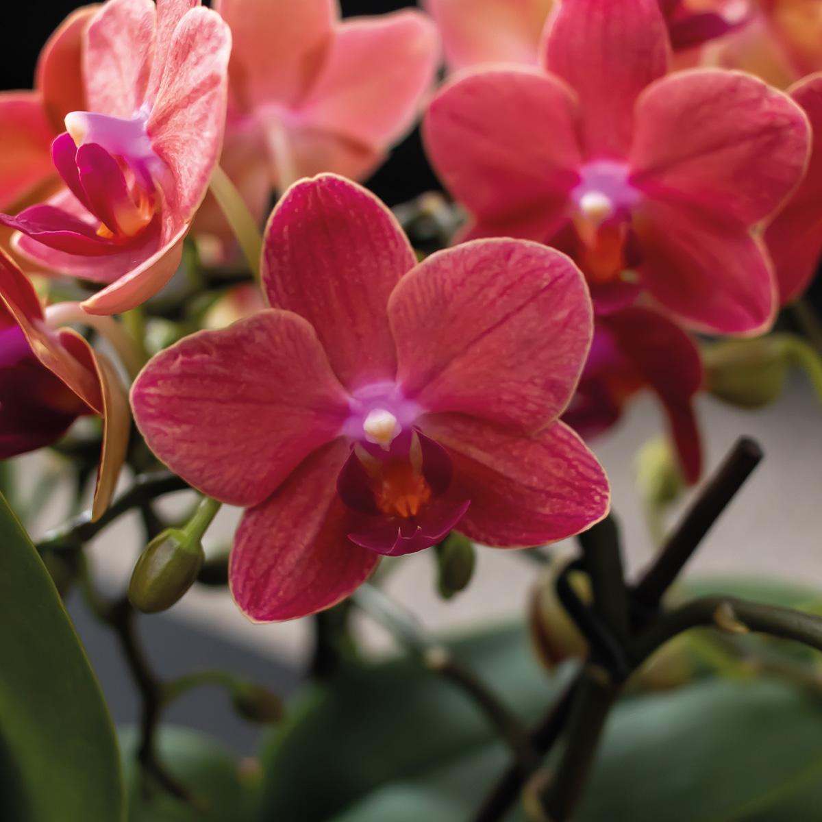 Kolibri Company | Gift set Scandic terracotta | Plantenset met oranje Phalaenopsis Orchidee en Succulenten incl. keramieken sierpotten