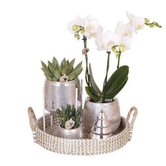 Kolibri Company | Gift set Christmas silver | Plantenset met witte Phalaenopsis Orchidee en Succulenten incl. keramieken sierpotten