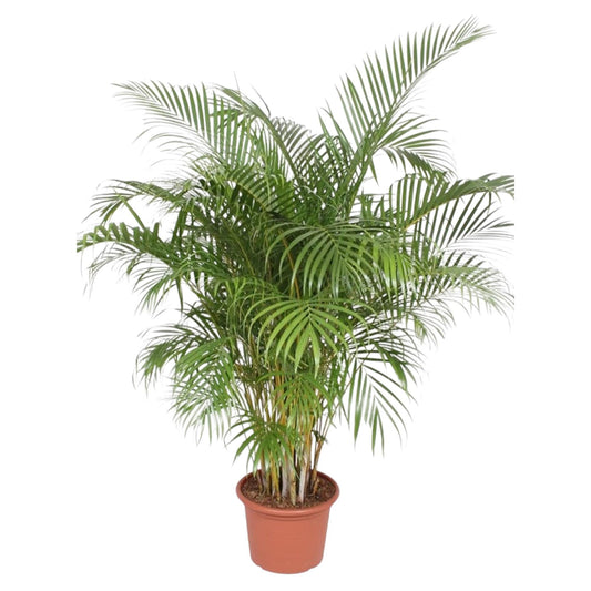 Dypsis Lutescens (Areca Palm) - 200 cm - ø40