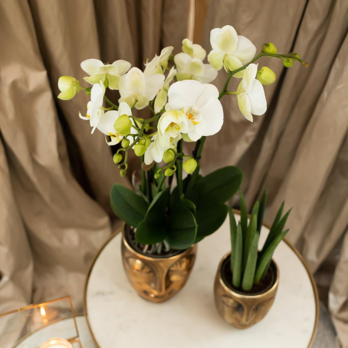 Kolibri Orchids | witte Phalaenopsis orchidee – Amabilis + Face-2-face sierpot goud – potmaat Ø9cm – 40cm hoog | bloeiende kamerplant in bloempot - vers van de kweker