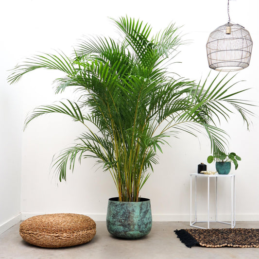 Dypsis Lutescens (Areca Palm) - 300 cm