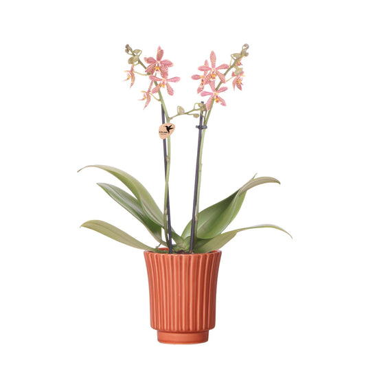 Kolibri Orchids | oranje Phalaenopsis orchidee - Spider in Retro terracotta - potmaat Ø9cm | bloeiende kamerplant - vers van de kweker