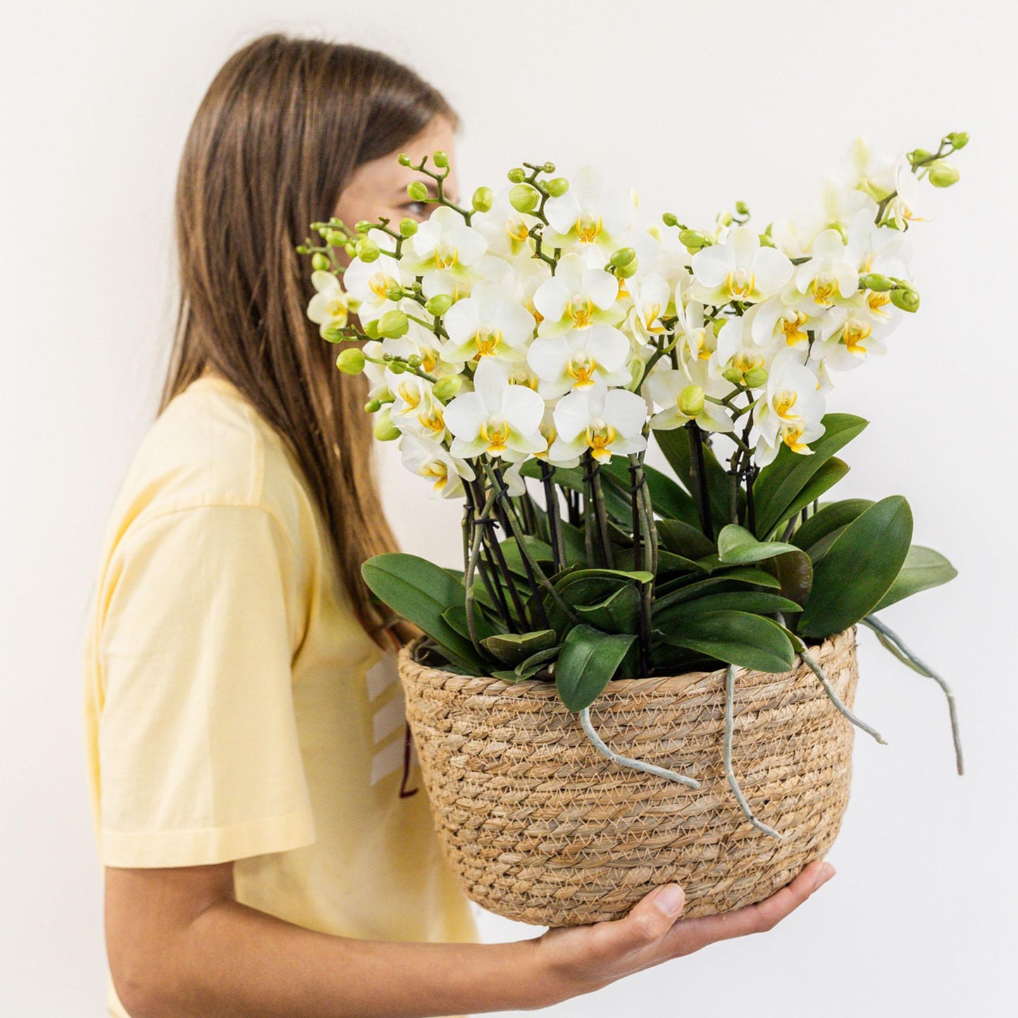 Kolibri Orchids | witte plantenset in Reed Basket incl. waterreservoir | drie witte orchideeën Lausanne 9cm en drie groene planten Rhipsalis | Jungle Bouquet wit met zelfvoorzienend waterreservoir