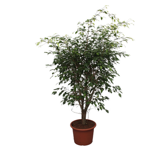 Ficus Benjamina Exotica vertakt - 150 cm - ø40
