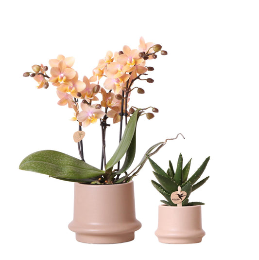 Kolibri Company - Planten set Ring pot zand | Set met geurende Phalaenopsis orchidee Ø9cm en groene planten Succulent Aloë Brevifolia Ø6cm  | incl. zand kleurige sierpotten