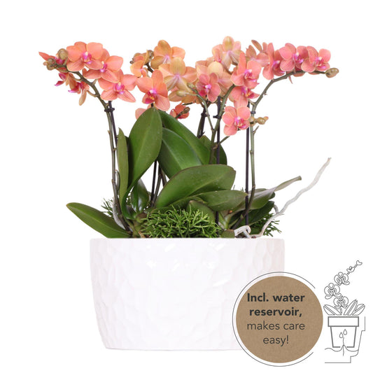 Kolibri Orchids | oranje plantenset in Honey dish incl. waterreservoir | drie oranje orchideeën Bolzano 9cm en drie groene planten Rhipsalis | Jungle Bouquet oranje met zelfvoorzienend waterreservoir