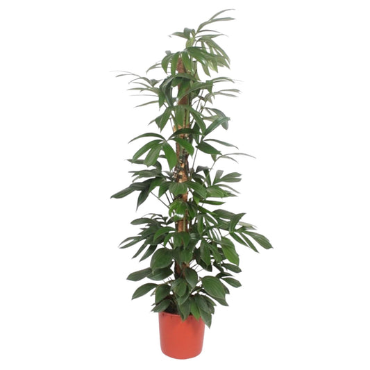 Philodendron Dragon Tail mosstok - 190 cm - ø34