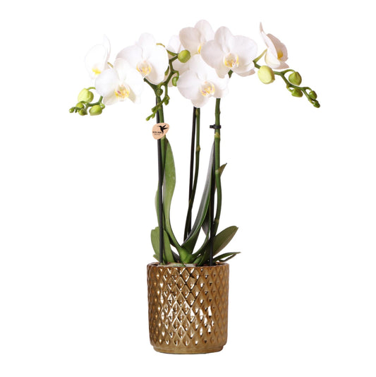 Kolibri Orchids | witte Phalaenopsis orchidee – Amabilis + Diamond sierpot goud – potmaat Ø9cm – 40cm hoog | bloeiende kamerplant in bloempot - vers van de kweker