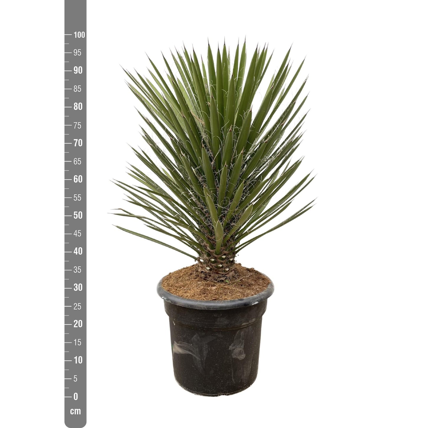 Yucca Filifera Australis - 100cm - ø30
