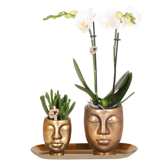 Kolibri Company - Set van witte orchidee en Succulent op gouden dienblad - vers van de kweker