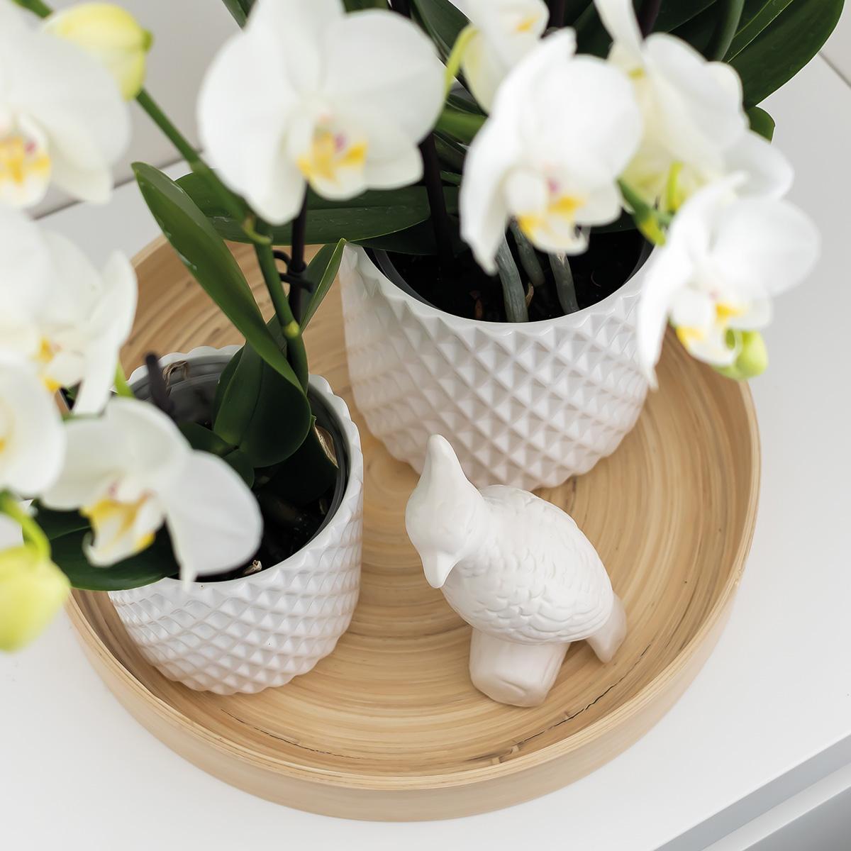 Kolibri Home | Ornament - Decoratie beeld Cockatoo - wit