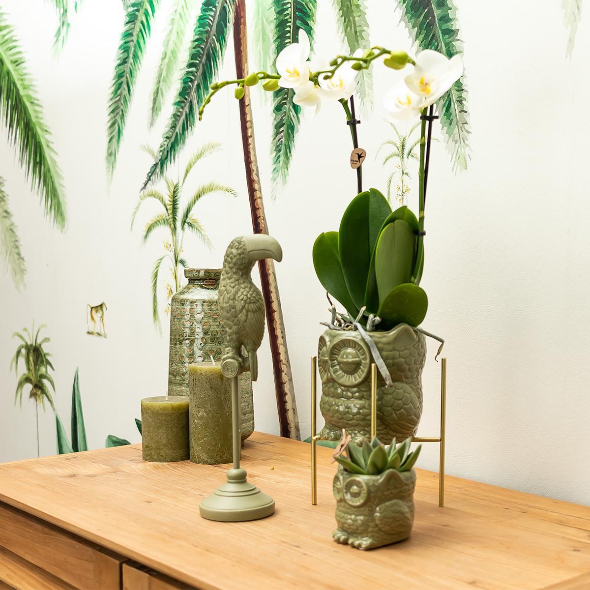 Planten set Owl green | Set met witte Phalaenopsis Orchidee Ø9cm en groene plant Succulent Ø6cm | incl. keramieken sierpotten