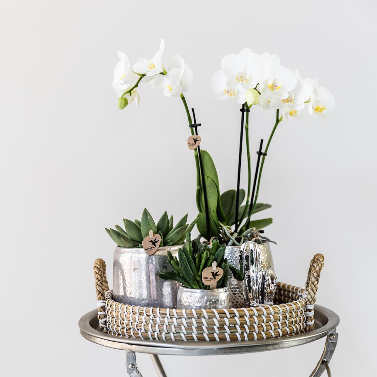 Kolibri Company | Gift set Christmas silver | Plantenset met witte Phalaenopsis Orchidee en Succulenten incl. keramieken sierpotten