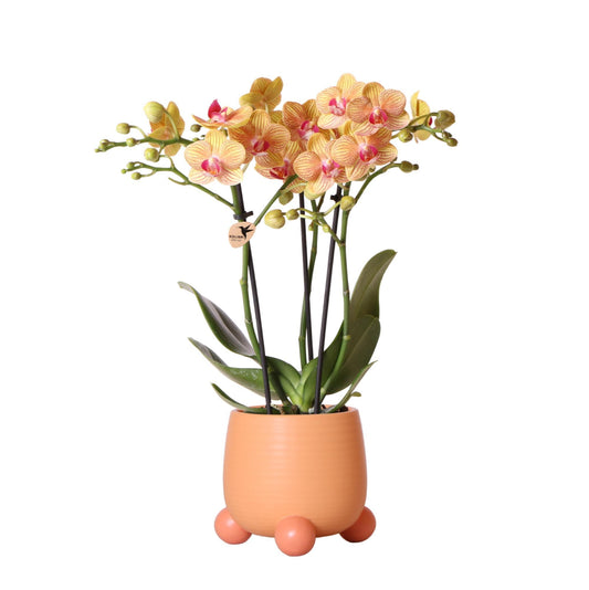 Kolibri Orchids | Oranje Phalaenopsis orchidee – Jamaica + Rolling sierpot peach – potmaat Ø9cm – 35cm hoog | bloeiende kamerplant in bloempot - vers van de kweker