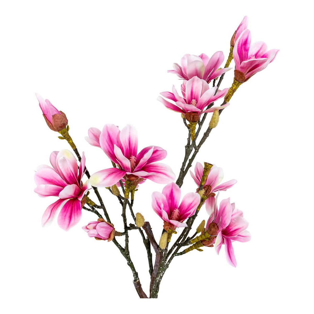 Magnoliaboom - Groen, Roze