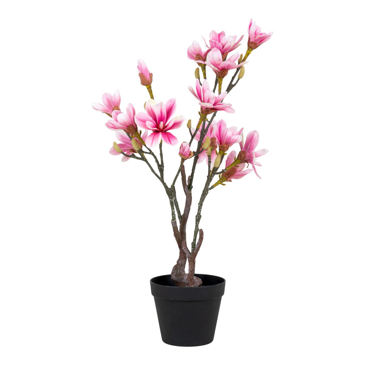 Magnoliaboom - Groen, Roze