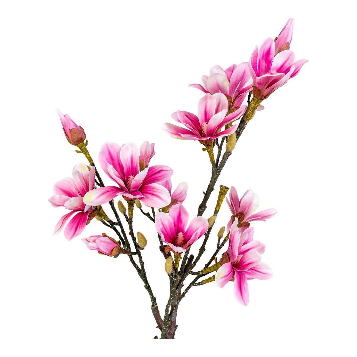 Magnoliaboom - Groen, Roze