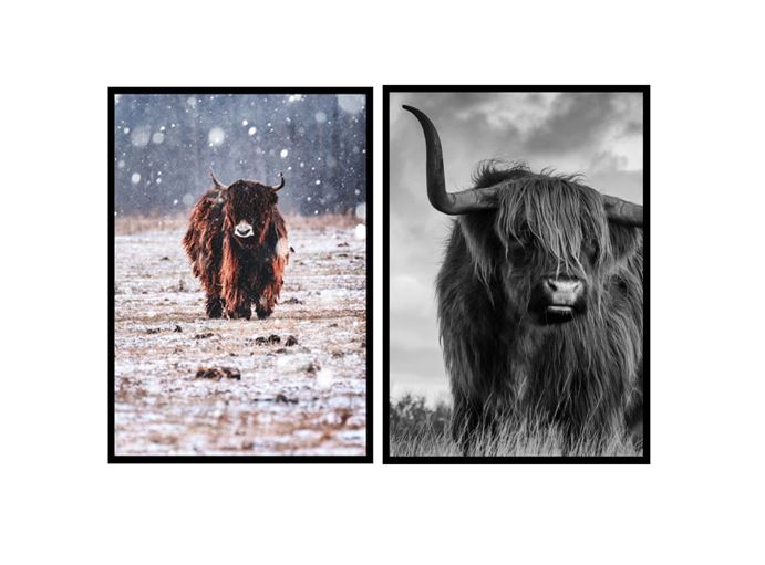 Punt-poster-foto-print-bison-en-highlander