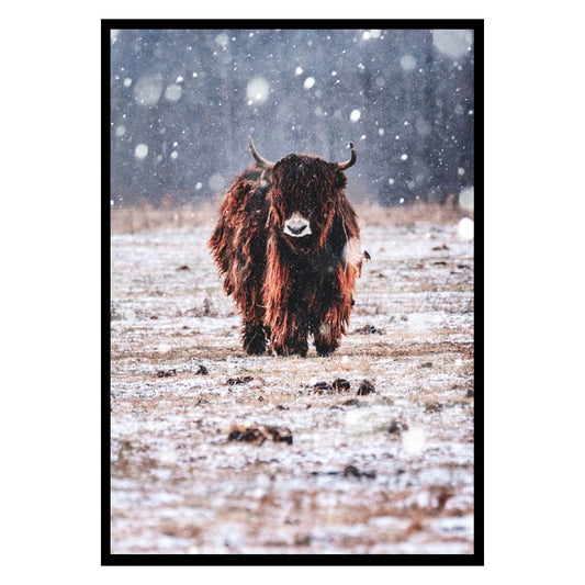 Punt. Bison in the Rain in de Regen Poster Fotoprint