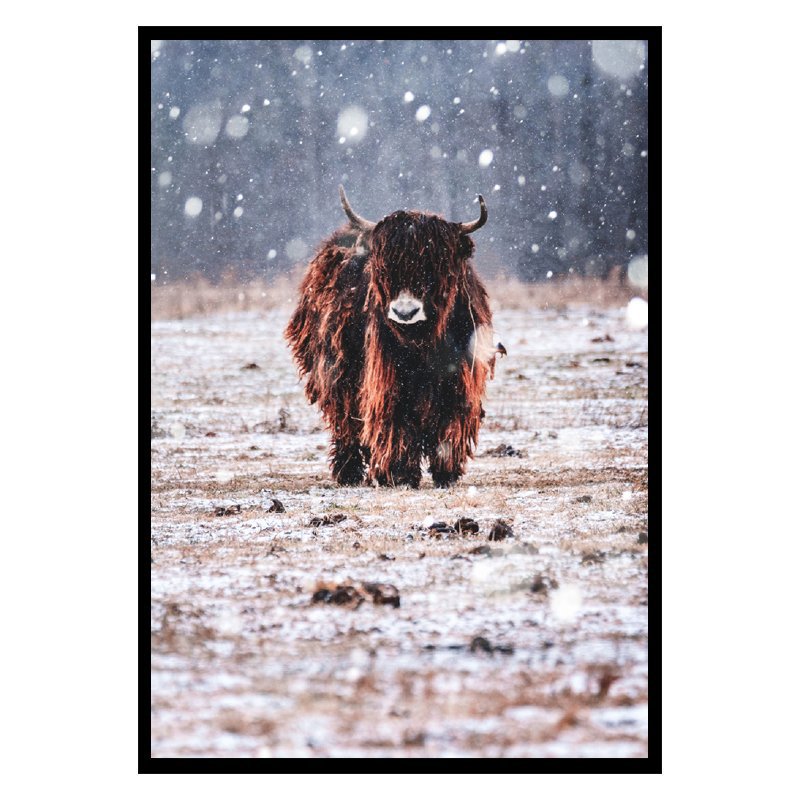 Punt-poster-fotoprint-bison-in-de-regen