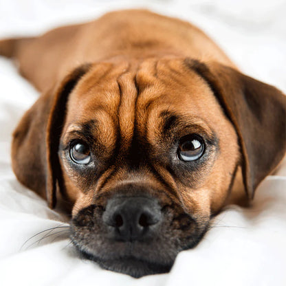 Sock My Feet Damessok Sock My Puppy