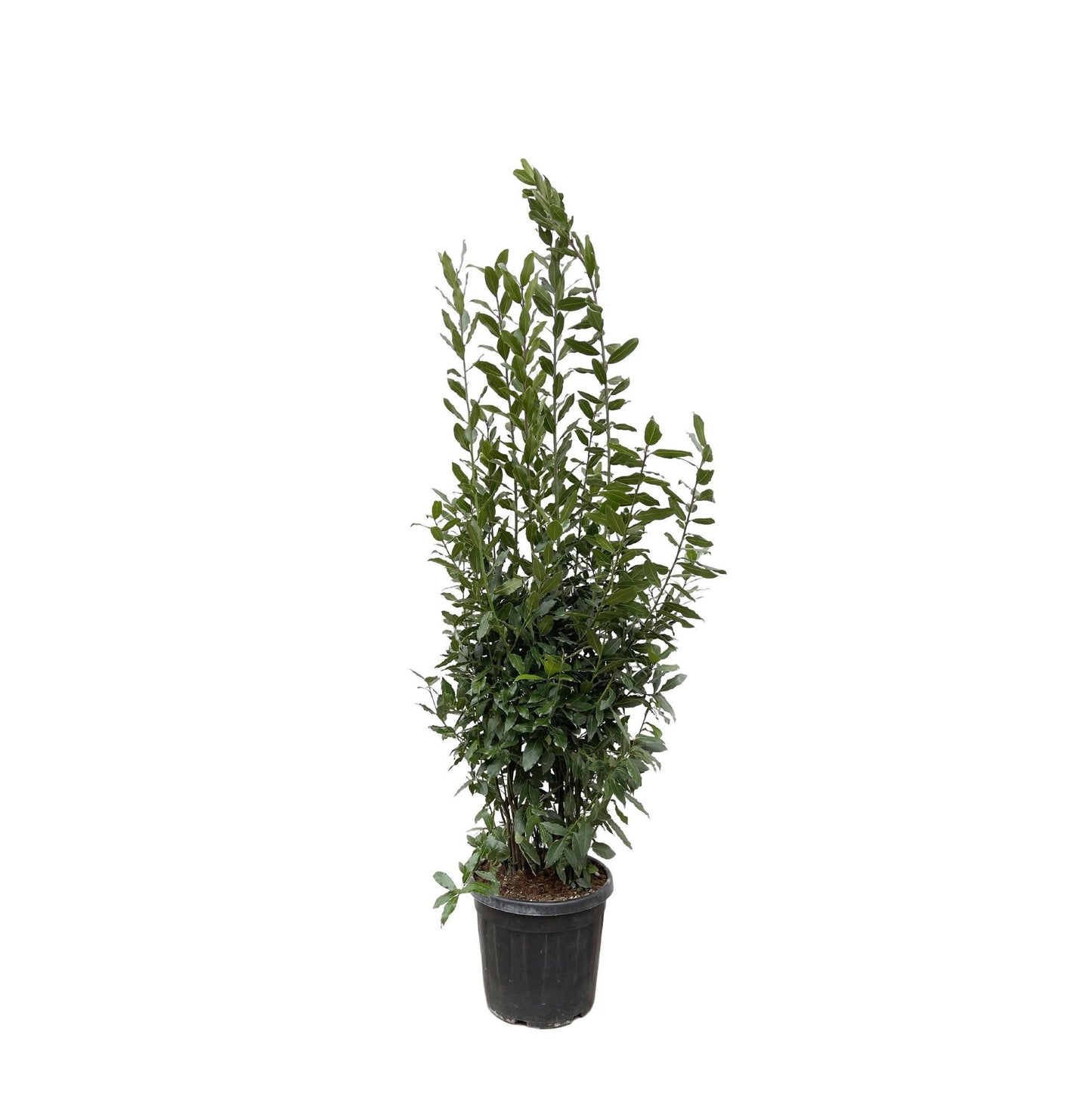 Laurus Nobilis struik - 210 cm - ø50